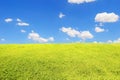 Green grass field under blue sky Royalty Free Stock Photo