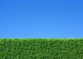 Green grass field under blue sky Royalty Free Stock Photo