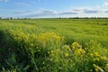 Green grass field under blue sky Sunny day Royalty Free Stock Photo