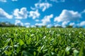 Green Grass Field Under Blue Sky Royalty Free Stock Photo