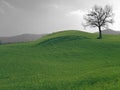 Green Grass Field And A Winter Dry Tree Abstract Royalty Free Stock Photo