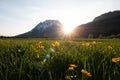 Green grass field with yellow flowers at sunrise Royalty Free Stock Photo