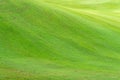 Green grass flied Royalty Free Stock Photo