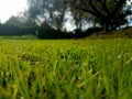 Green grass floor