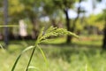 Green grass flower with beauty bokeh and green grass. Royalty Free Stock Photo