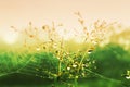 Green grass flower with dew drops    fresh spring nature background Royalty Free Stock Photo