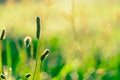 Green grass flower in the early morning  in garden with sunshine. Green grass field with bokeh background in spring season. Royalty Free Stock Photo