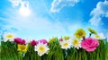 Green grass flower frame Royalty Free Stock Photo