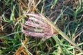 Green Grass flower with gloomy morning dew drops Royalty Free Stock Photo