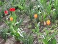 Green grass and flower. Spring background. Nature wallpaper Royalty Free Stock Photo