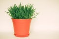 Green grass in a flowerpot isolated on white