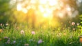 Green grass with flowers against the background of a blurred summer meadow. Sun rays. Summer warm atmosphere of peace and Royalty Free Stock Photo
