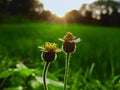 Green grass flowers field in sunrise Royalty Free Stock Photo
