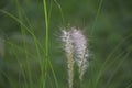 Green Grass and Flowers in the Garden