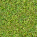 Green Grass. Seamless Tileable Texture.