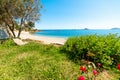 Green grass and flowers by the sea in Santa Maria Navarrese beach Royalty Free Stock Photo