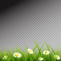 Green Grass with Flowers on Transparent Background Royalty Free Stock Photo