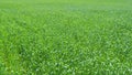 Green grass fluttering in wind. Grass blowing in wind, slow motion during summer. Wide shot. Royalty Free Stock Photo