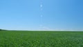 Green grass fluttering in wind. Grass blowing in wind, slow motion during summer. Wide shot. Royalty Free Stock Photo