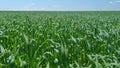 Green grass fluttering in wind. Grass blowing in wind, slow motion during summer. Wide shot. Royalty Free Stock Photo