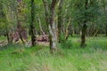 Grass on the forest floor moss on the trees Royalty Free Stock Photo