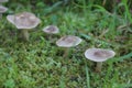 Small poisonous mushrooms. Macro. Russia. Royalty Free Stock Photo