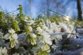 Green grass in fragile ice crystals of morning frost, Close up cold season nature background rime on vegetation Royalty Free Stock Photo