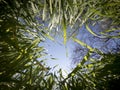 Green grass frame of a bug`s eye perspective