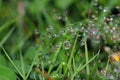 The green grass with fresh morning dew drops looks like crystals in the sun. Royalty Free Stock Photo