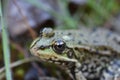 Green grass frog on the ground in pine tree forest Royalty Free Stock Photo