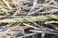 Green grass in the frostX Royalty Free Stock Photo