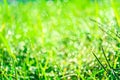 green grass in garden and blur of water drop on leaves in morning Royalty Free Stock Photo