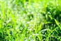 green grass in garden and blur of water drop on leaves in rainny season Royalty Free Stock Photo
