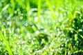 green grass in garden and blur of water drop on leaves in rainny season Royalty Free Stock Photo