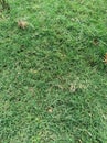 Green grass from garden. Field Royalty Free Stock Photo