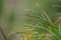 Green Grass in garden