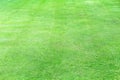 Green grass garden nature outdoor blank background