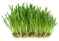 Green grass germination from wheat grains with roots. Image on a white background