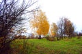 Green grass glade, yellow birch and trees without leaves, cloudy rainy sky