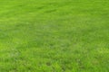 Green grass on the golf course. Background from fresh green grass, sports field for football, golf, field hockey, American Royalty Free Stock Photo