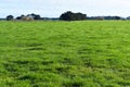 Green grass grassy field sunny Royalty Free Stock Photo