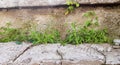 Green grass on a gray concrete wall background, uneven wall surface and grass, background image. Gray concrete wall with grass Royalty Free Stock Photo