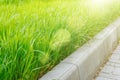 Green grass and gray curbstone. Improvement of the city Royalty Free Stock Photo