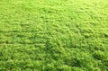Green grass Royalty Free Stock Photo