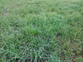 Green grass Royalty Free Stock Photo