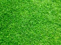 Green Grass Greenery, Green Environment