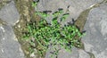 Green grass grew lushly on the cement floor