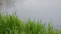 Green grass and grey stones on the river. Sunny day on a calm river in summer. Rushes on the lake Royalty Free Stock Photo
