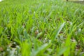 green grass Royalty Free Stock Photo