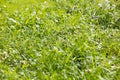 Green grass ground Lake Brombachsee background fine art in high quality prints products fifty megapixels Absberg